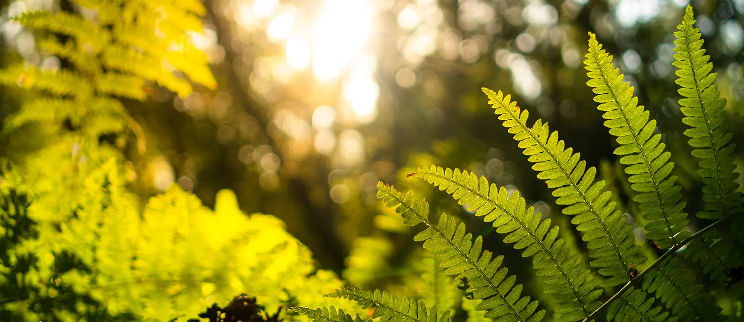 Psychotherapie München bei Angst- und Zwangsstörungen
